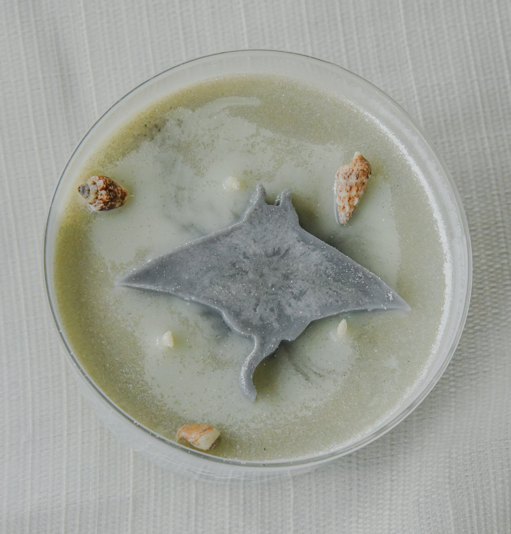 Rays Citrus Agave and Sea Candle