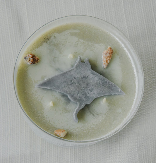 Rays Citrus Agave and Sea Candle